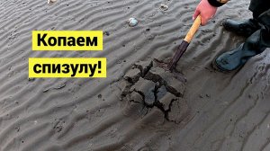 Сахалин. Море ушло и нужно быстро накопать морепродуктов!