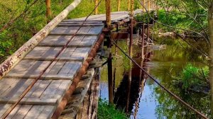 Лесные новости🌱🌾🌲🌼🌿🌳🏞️