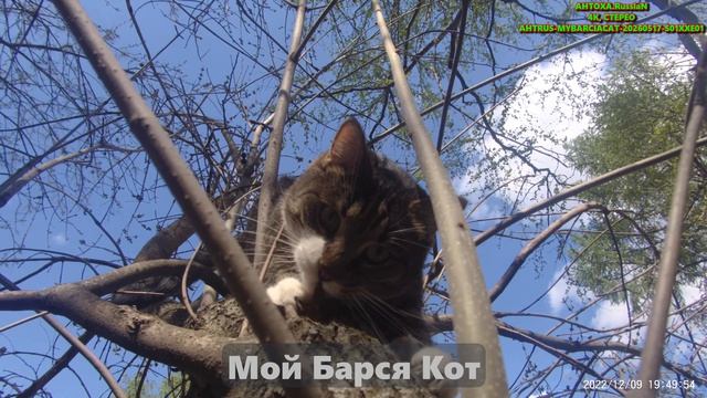 Мой Барся Кот