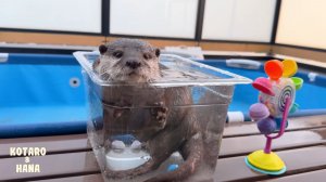 Две выдры по-своему любят воду