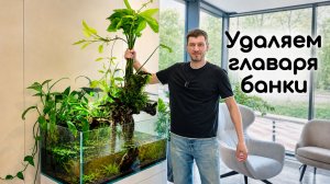 Удаляем главное растение аквариума