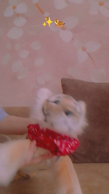 Тренд из Pinterest 🐅🌿