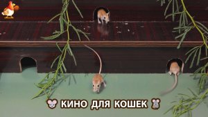 Видео для кошек про крысок развлекать питомцев 🐭🐀😂 (532)