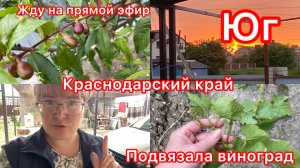 Купили дом. Дела садовые. Подвязала виноград. Готовлюсь к эфиру. Жизнь на юге.