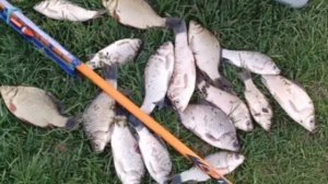 Вечерний клёв карася на деликатную оснастку🎣 Клёв хороший.
