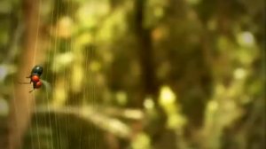 189. Minuscule - à tes souhaits Bless you (Season 1)