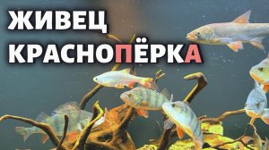 ЖИВЕЦ КРАСНОПЁРКА