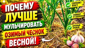 Весеннее мульчирование озимого чеснока. Почему так лучше?
