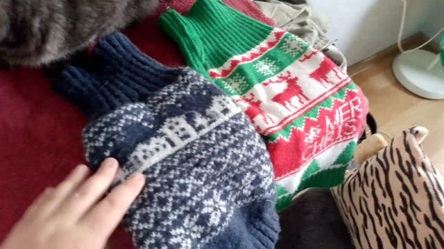 вторая и более подробная часть обзора кота Феню очень хорошего и  ухоженного котика