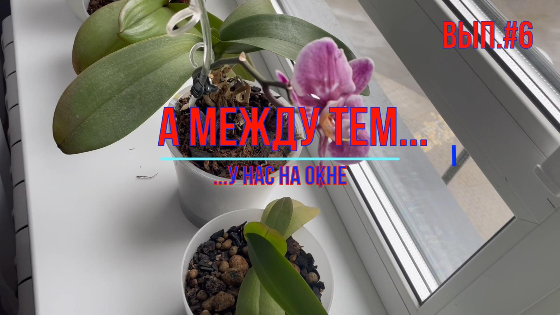 Цветы на окне #6