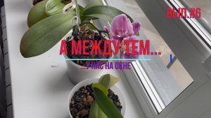 Цветы на окне #6