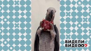 Попугай, который очень любит колбасу. Видели видео? Фрагмент выпуска от 17.05.2026