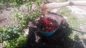 Ягоды собраны в небольшую синюю миску, установленную на деревянном пне.