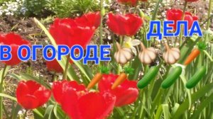 ШИКАРНЫЙ ЩАВЕЛЬ,НАЧИНАЮ ВЫСАЖИВАТЬ РАССАДУ🥒🥒🥒🧅🧅🧅🫑🫑🫑🍅🍅🍅