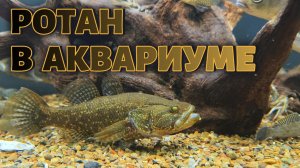 РОТАН В АКВАРИУМЕ