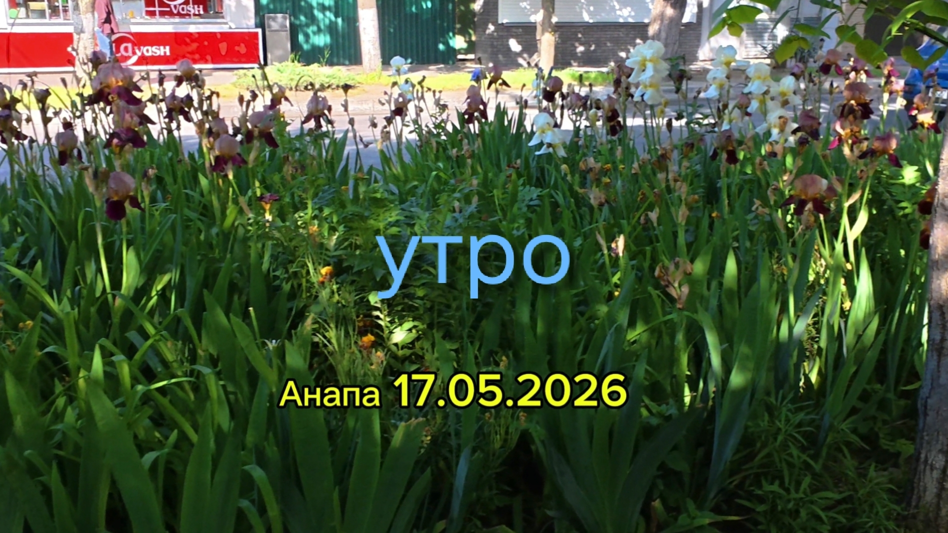 Анапа 17.05.2026 утро смотреть онлайн