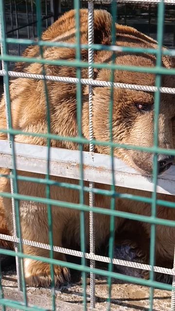 медведь Сашка изнывает от жары на пляже