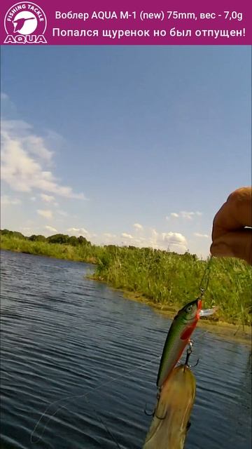 🎣🐟 Утро началось с поклёвки: щурёнок на AQUA! #рыбалка #fishing