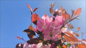 Яблоки и сирень 16.05.2026 г.