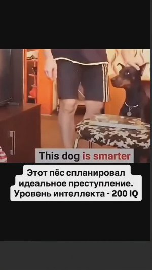 Хитро умный пес