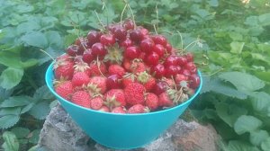Ягоды разной степени зрелости,Вишня-Клубника