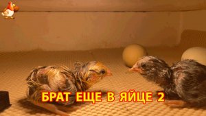 Два цыплёнка только вылупились и засыпают, пока их брат ещё борется в яйце (2)
