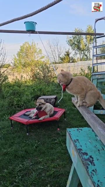 Рыжик спасает Баксика от жары +30° 🌞😻🪣💧🐶 #котисобака