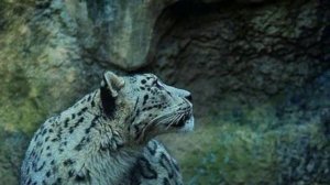 ЛЕГЕНДА О СНЕЖНОМ БАРСЕ И СОЛНЕЧНОЙ ЛЬВИЦЕ