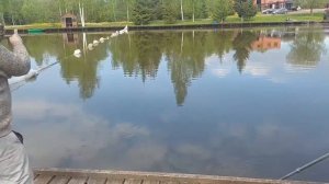 Очередная поимка Осетра