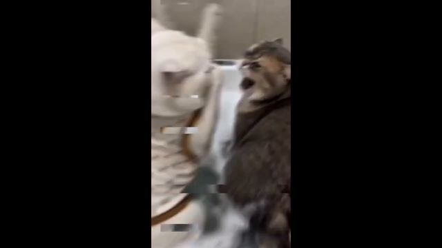#котики