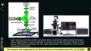 Study of blood flow velocity in blood vessels using laser scanning microscopy