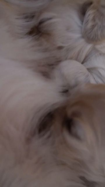 Наши малыши уже открывают глазки 🥺