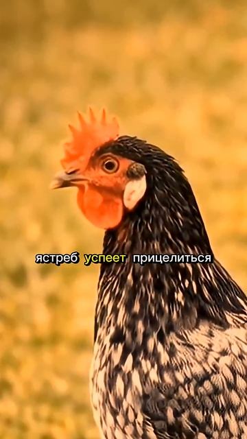 Андалузская голубая #фермерство #птицеводство #куры #яйца #курятник #сельскоехозяйство #курыдома