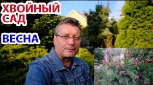 Хвойный сад просыпается — что уже видно