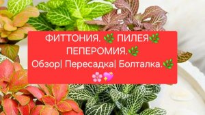 ФИТТОНИЯ.💖 ПИЛЕЯ.🌷 ПЕПЕРОМИЯ.🌿 ОБЗОР| ПЕРЕСАДКА| БОЛТАЛКА.