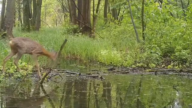 Фото ловушка козлик смотреть онлайн