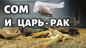 СОМ И ЦАРЬ-РАК