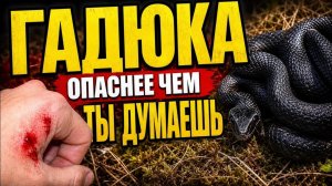 ГАДЮКА! Самая Распространённая Ядовитая Змея в Мире!