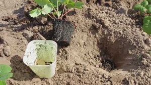 Высадка рассады клубники «Бычье сердце» в открытый грунт