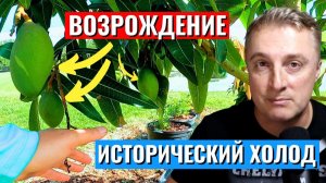 Исторический холод 2026 во Флориде - восстановление сада.