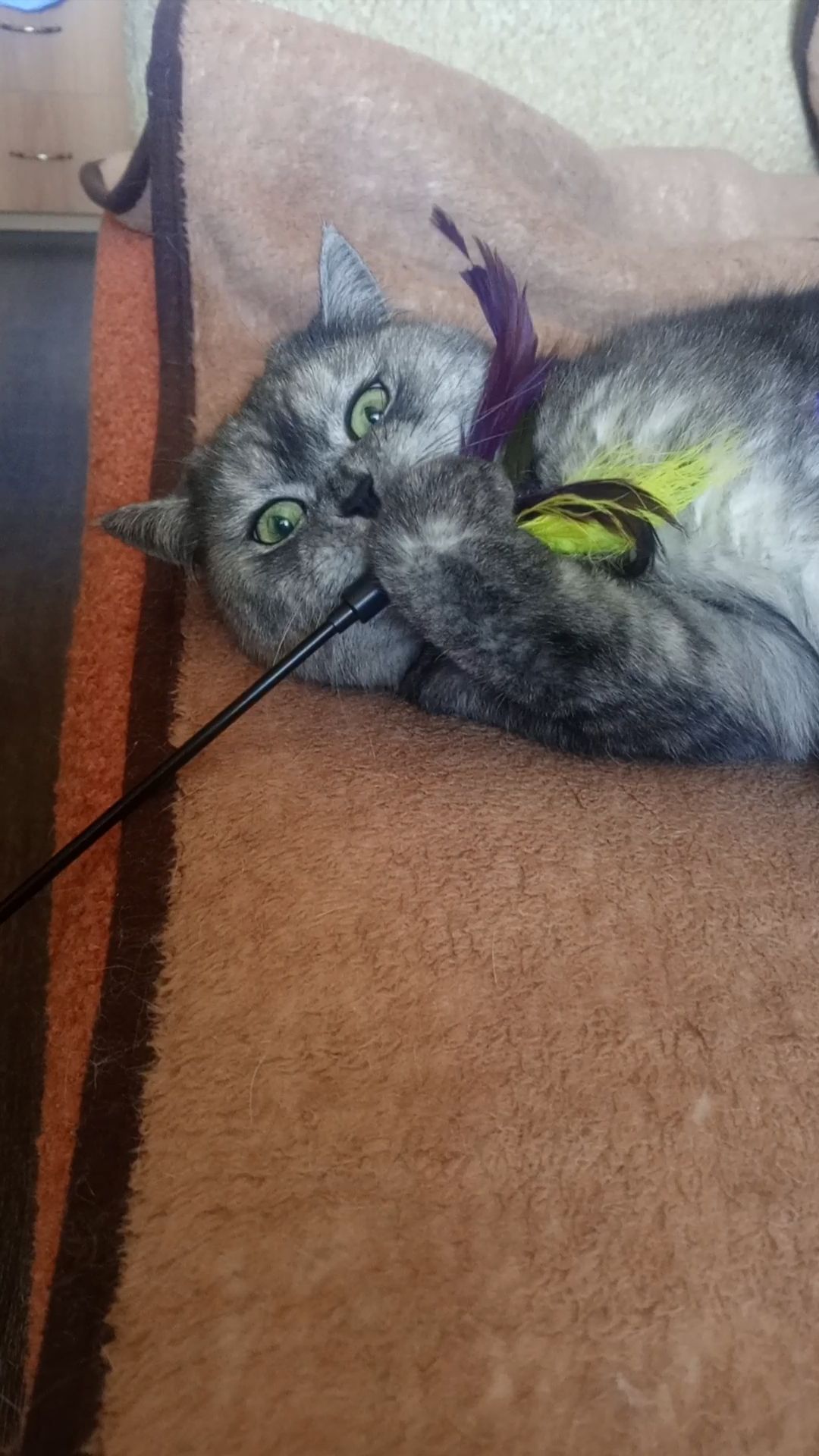 Любимая игрушка кота