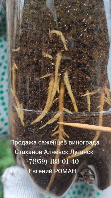 Саженцы винограда Стаханов Алчевск Луганск РФ +7(959)-183-01-40 Евгений РОМАН