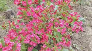 Вырезаю шиповник у культурных роз. Вегейла.Первая клубничка.