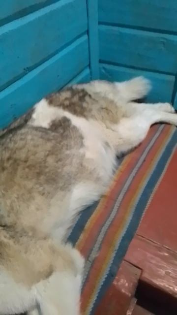 VID_20260517_130910.mp4
