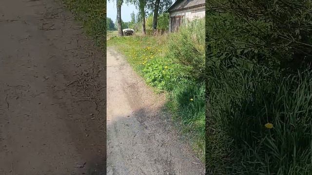 второе видео про мою дачу