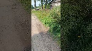 второе видео про мою дачу