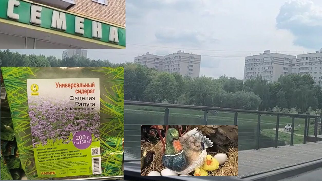 Седераты и семена для дачи. История одной покупки: приехали за клевером, а купили фацелию.