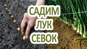 Как сажать лук-севок в открытый грунт? Подготовка, замачивание, схема, уход, сроки