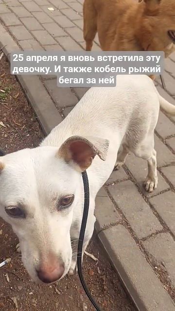 25 апреля #собака #животные #бездомныесобаки