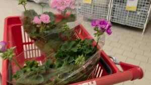 1ая серия!Цветы от Петровича💐зашла за 🍞